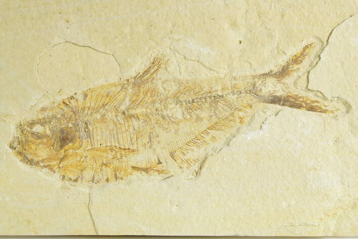 Bargain, Fossil Fish (Diplomystus) - Wyoming #363812